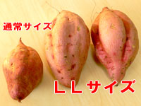 LL���������������